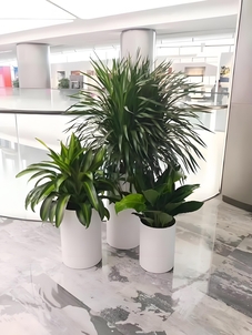 想让环境美如画？杭州湾花卉租摆公司来助力啦